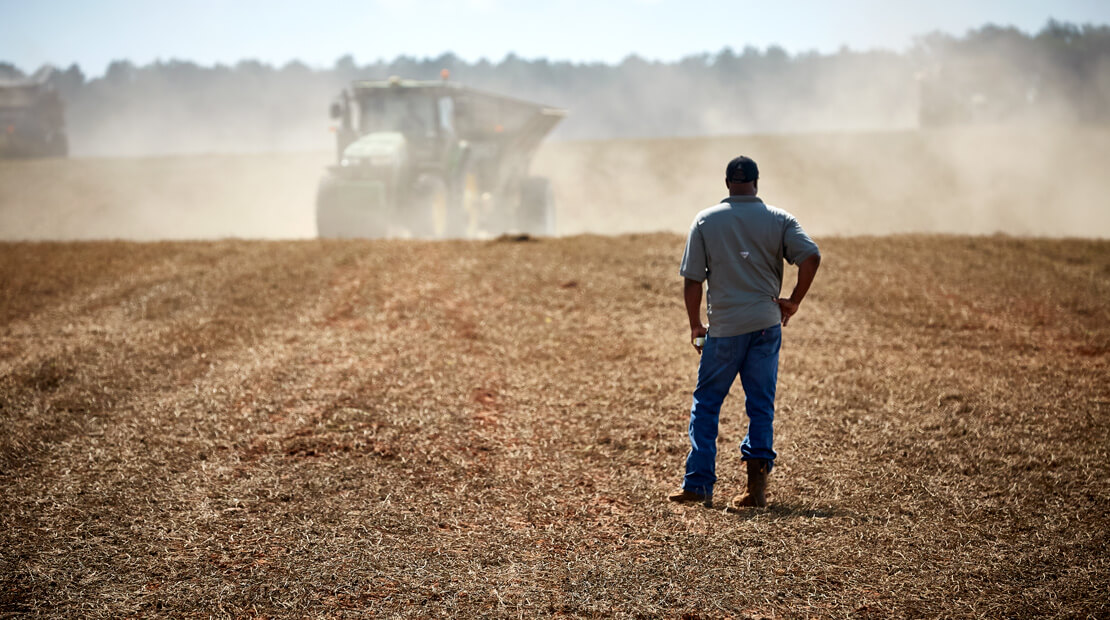 A farmer looks favorably upon his peanut field being harvested